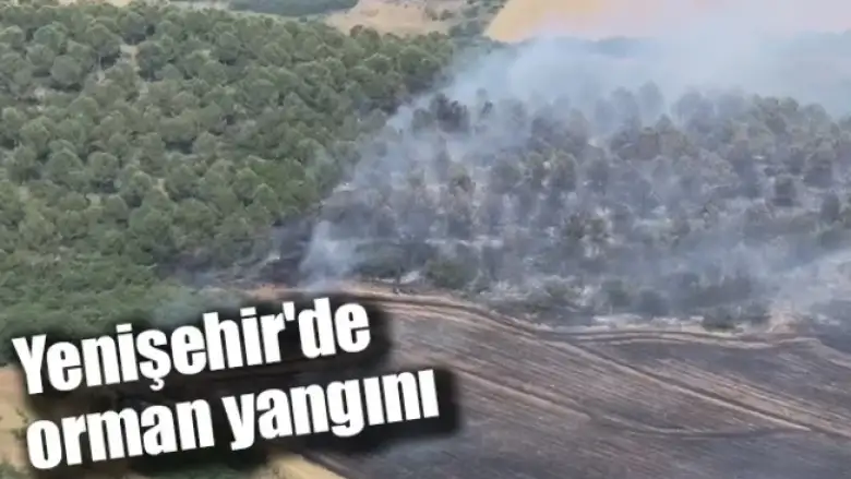 Yenişehir'de orman yangını