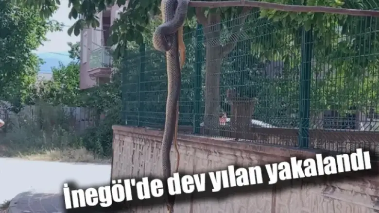 İnegöl'de dev yılan yakalandı