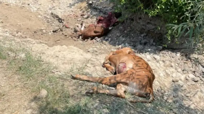 İnegöl'de çekilen görüntü tepki çekti!