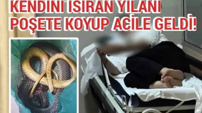 Kendini ısıran yılanı poşete koyup acile geldi!