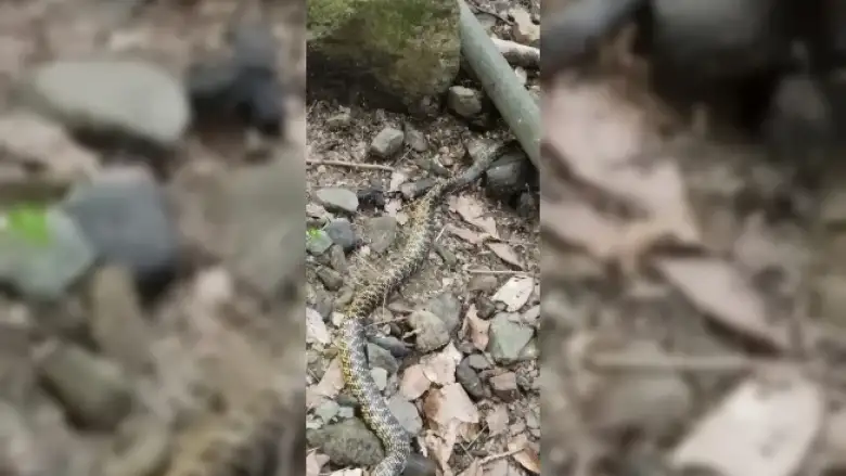 Yılanın avını sindirme anı!