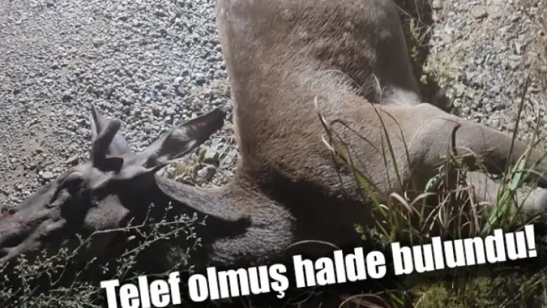 Telef olmuş halde bulundu!