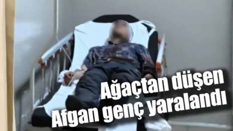 Ağaçtan düşen Afgan genç yaralandı