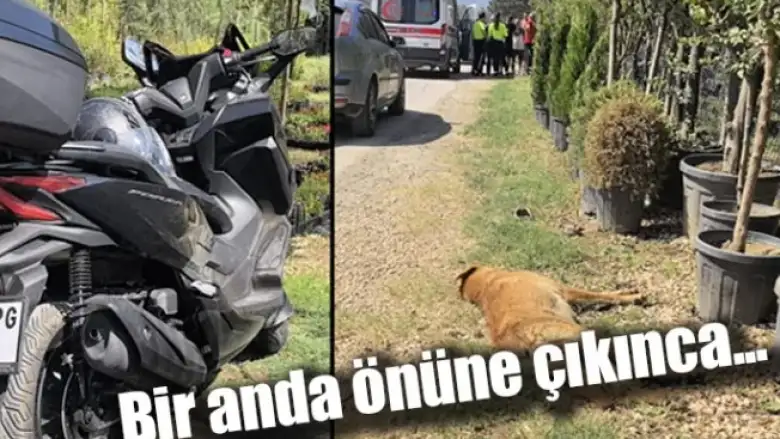 Bir anda önüne çıkınca...