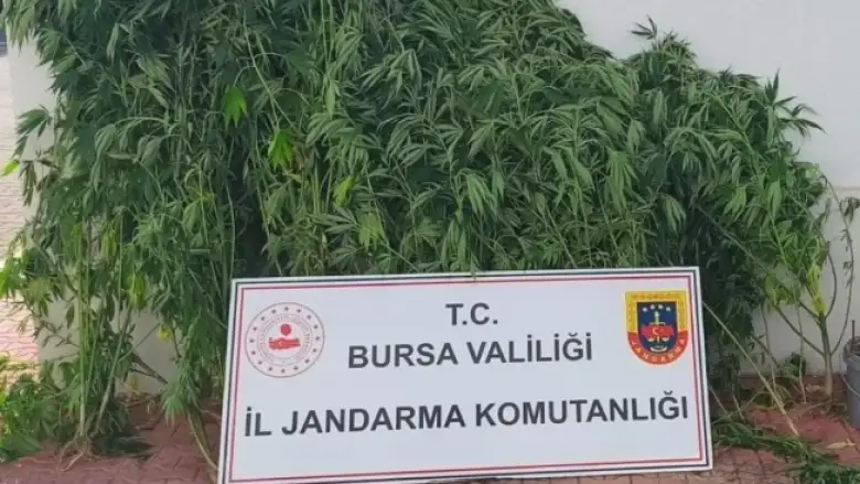 İnegöl'de jandarmadan kenevir baskını