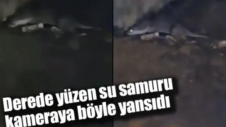 Derede yüzen su samuru kameraya böyle yansıdı
