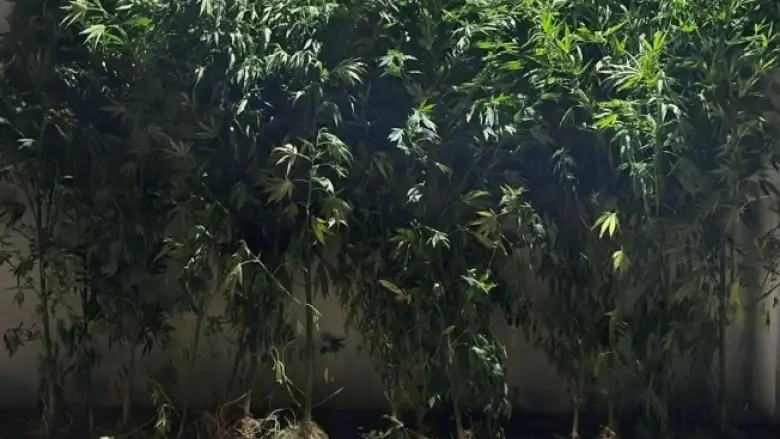 Kenevir yetiştiren baba ve oğlu yakalandı