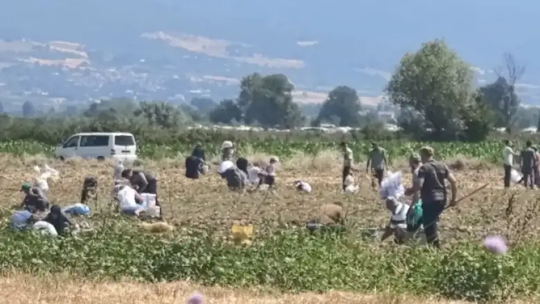 Çiftçi, tarladaki patatesleri vatandaşa dağıttı