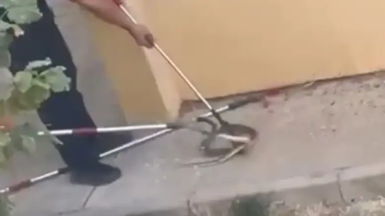 İnegöl'de yılan paniği