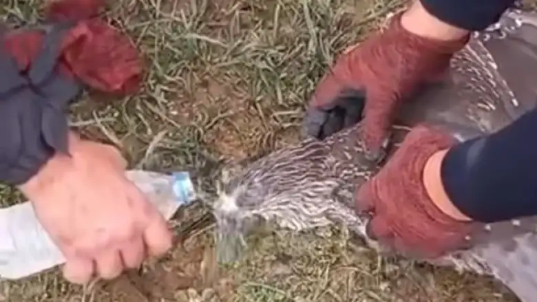 İnegöl'de mahsur kalan karabatak kurtarıldı