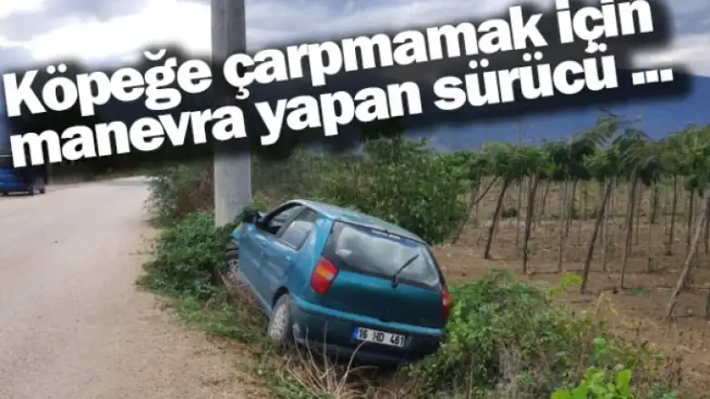 Köpeğe çarpmamak için manevra yapan sürücü ...