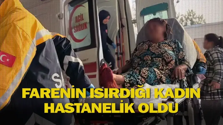 Farenin ısırdığı kadın hastanelik oldu