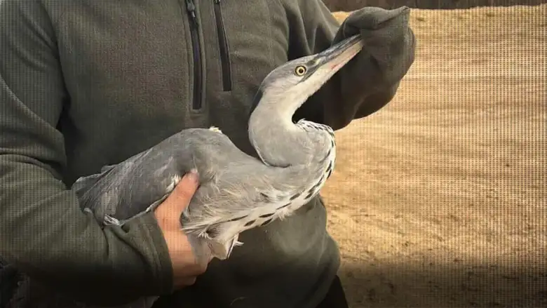 Misinaya takılan balıkçıl kuşu kurtarıldı