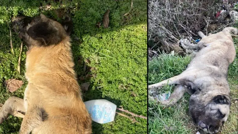 İnegöl'de 4 köpek ölü bulundu