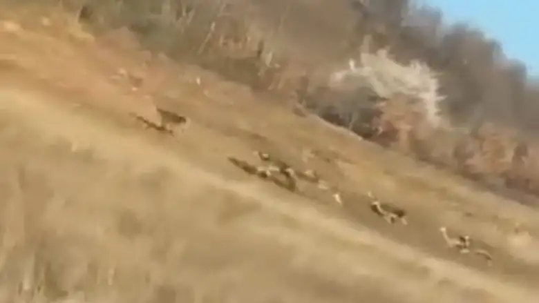 İnegöl'de geyik sürüsü görüldü