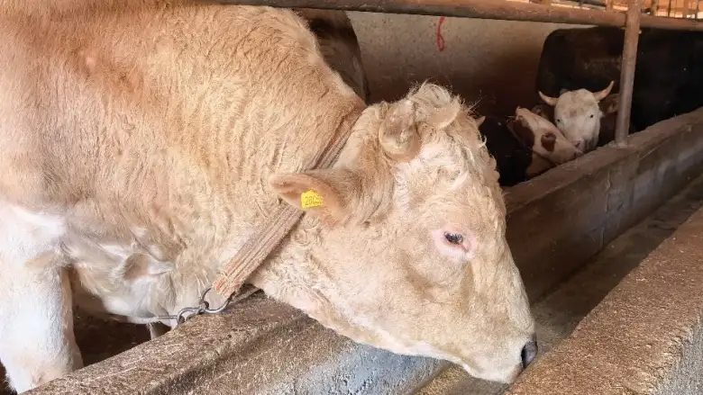 Vekalet yoluyla kurban kesim bedelleri belirlendi