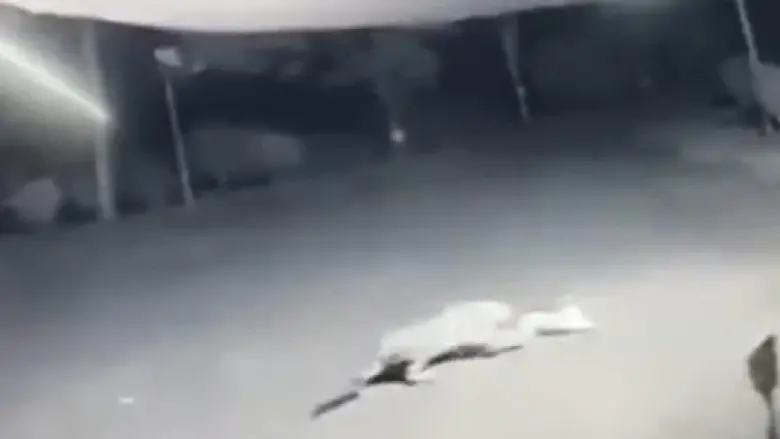 Leoparın Sokak Ortasında Köpek Avı