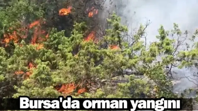 Bursa'da orman yangını
