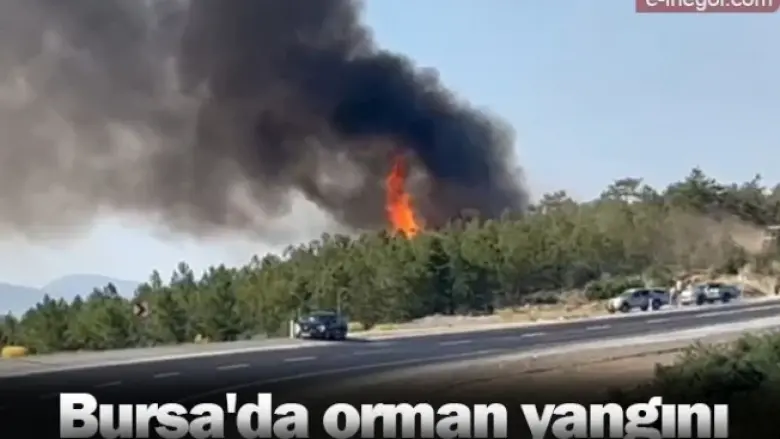 Bursa'da orman yangını