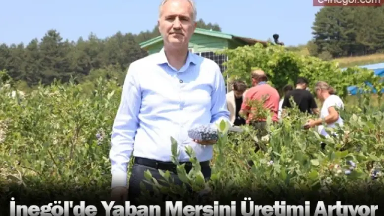 İnegöl'de Yaban Mersini Üretimi Artıyor