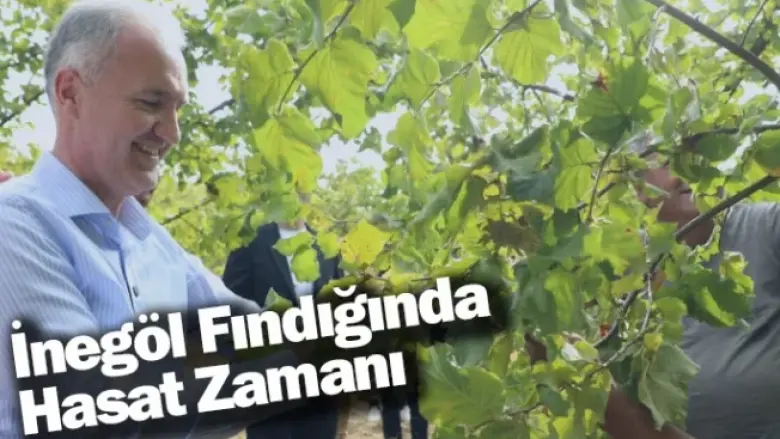 İnegöl Fındığında Hasat Zamanı