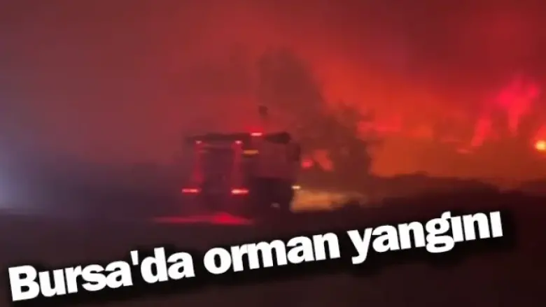 Bursa'da orman yangını