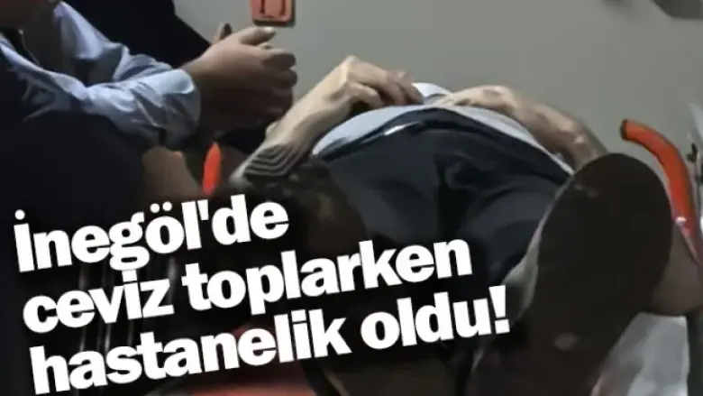 Ceviz toplarken hastanelik oldu!