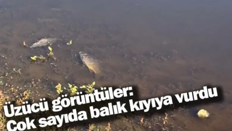 Üzücü görüntüler: Çok sayıda balık kıyıya vurdu