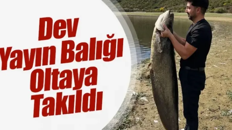 Dev yayın balığı oltaya takıldı