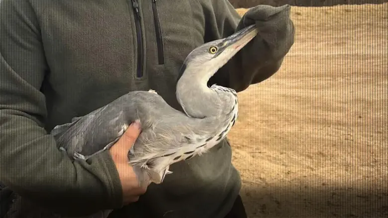 Misinaya takılan balıkçıl kuşu kurtarıldı