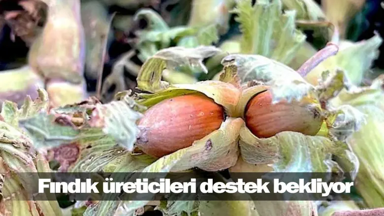 Fındık üreticileri destek bekliyor