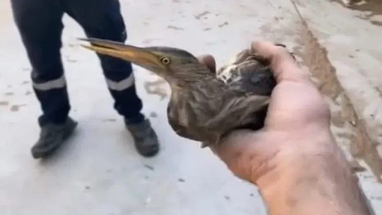 Nesli tehlike altında olan Balaban kuşu İnegöl'de görüldü