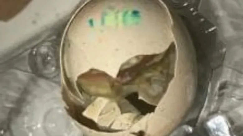 Zincir marketten aldığı yumurtadan ...