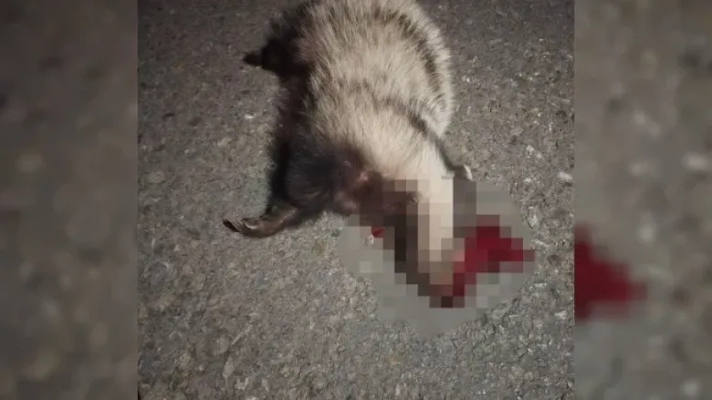 Nesli tükenmekte olan porsuğa araba çarptı