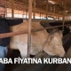 Araba fiyatına kurbanlık