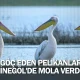 Göç eden pelikanlar İnegöl'de mola verdi