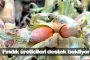 Fındık üreticileri destek bekliyor