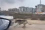 Arabanın arkasına köpek bağladılar!