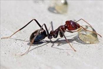 Karıncalar Ağır Şeyleri Nasıl Taşıyorlar? İşte Karıncalar Hakkında Bilinmeyen Gerçekler...