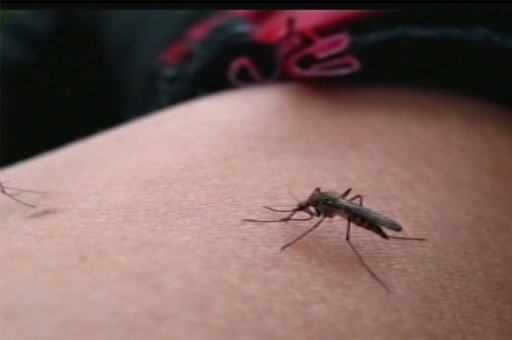 Sivrisinek Hakkında Bilmediğiniz Çok Şey Var! Çok Ama Çok Şaşıracaksınız...