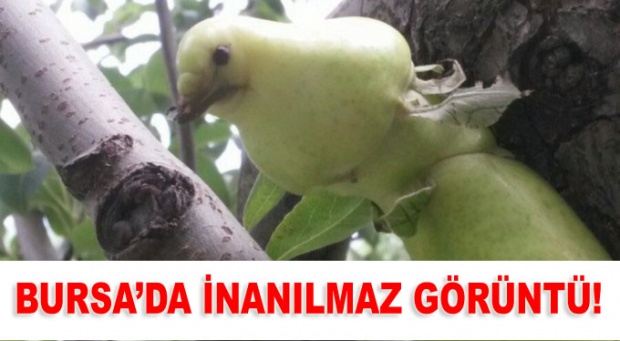 Bursa'da görenleri şaşkına çeviren fotoğraf