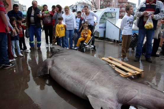 BURSA'DA BALIKÇILARIN AĞINA 673 KİLOLUK 'JAWS' TAKILDI
