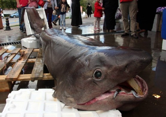 BURSA'DA BALIKÇILARIN AĞINA 673 KİLOLUK 'JAWS' TAKILDI
