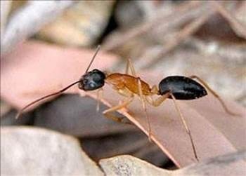 Karıncalar Ağır Şeyleri Nasıl Taşıyorlar? İşte Karıncalar Hakkında Bilinmeyen Gerçekler...