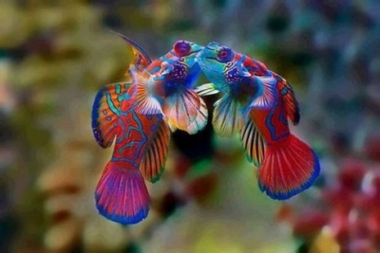 En ilginç renkli hayvanlar