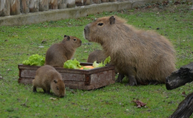 (Özel) Dünyaya gözlerini açan 3 kapibara hayvanat bahçesinin maskotu oldu