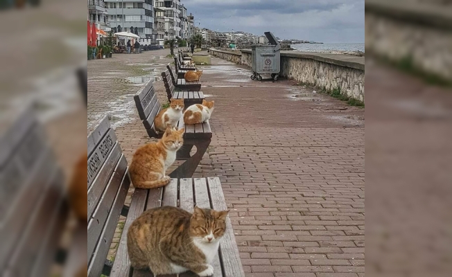 Deniz kıyıları kedilere kaldı