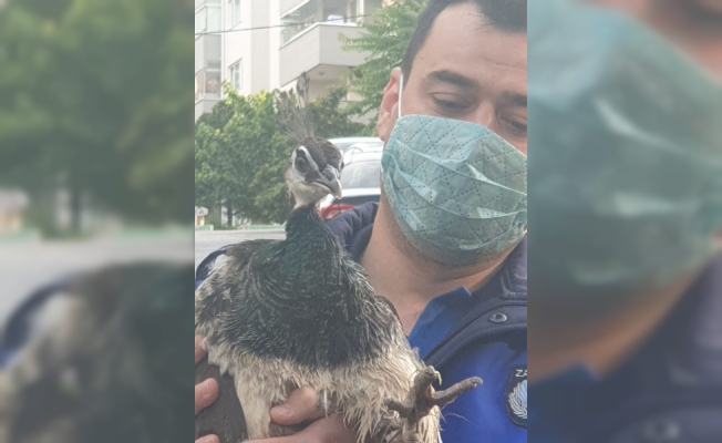 Çiftlikten kaçan tavus kuşu nefes kesen operasyonla yakalandı