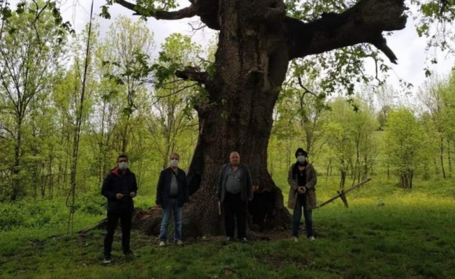 Yanan asırlık ağaç için belediye harekete geçti
