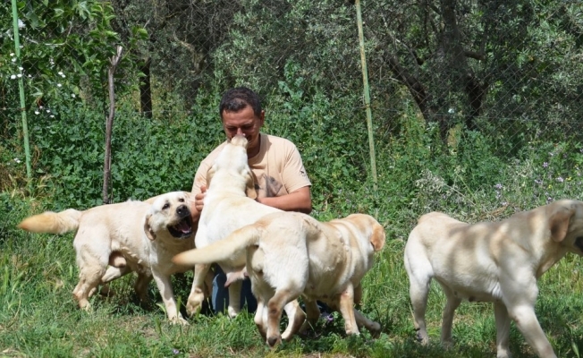 Türkiye’de koronavirüs hayvanseverleri Labrador ve Poodle cinsine yöneltti